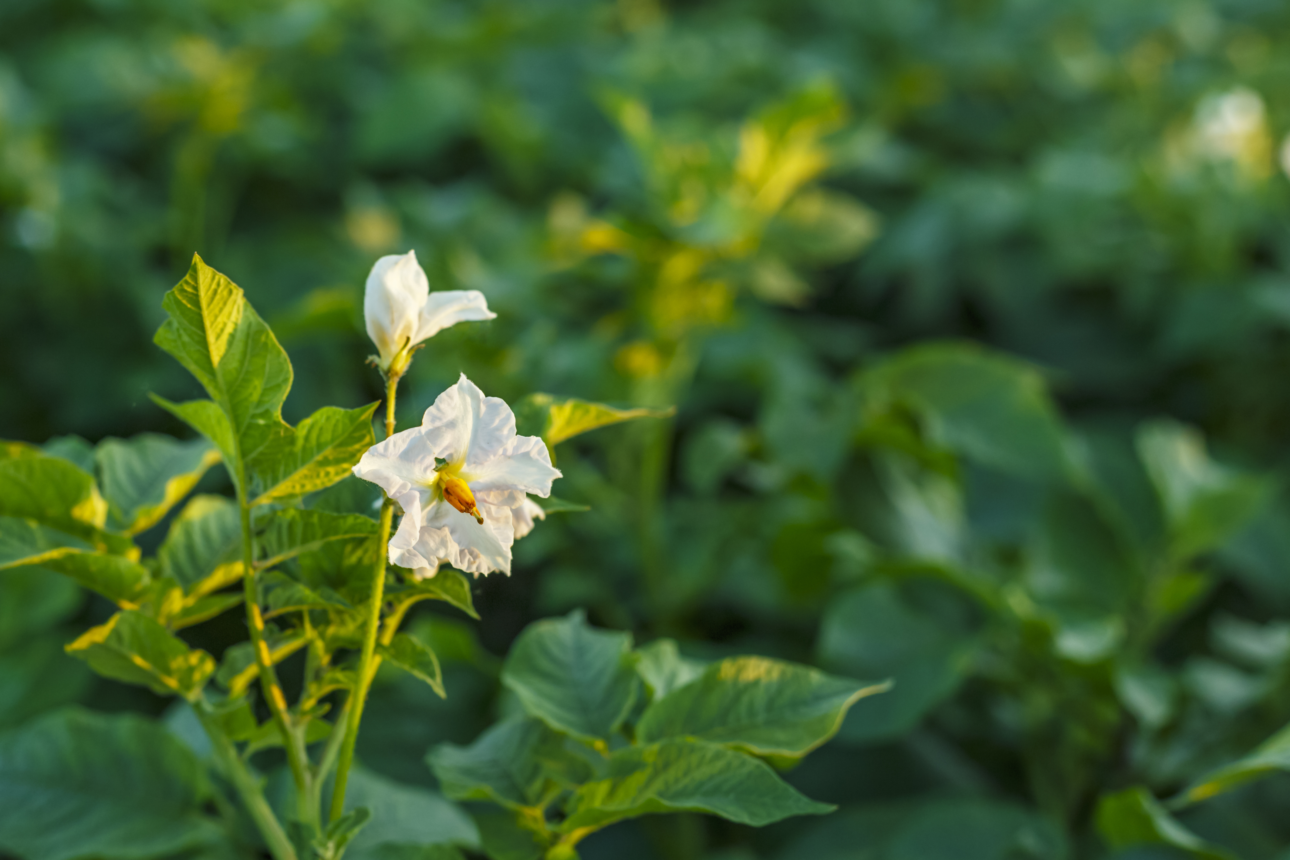 Международная выставка AGRAVIA 2026